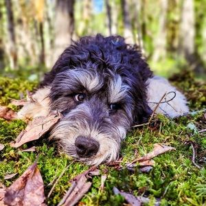 Meet your Posher, Alisha